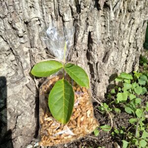 Österreichische Walnüsse (ohne Schale)