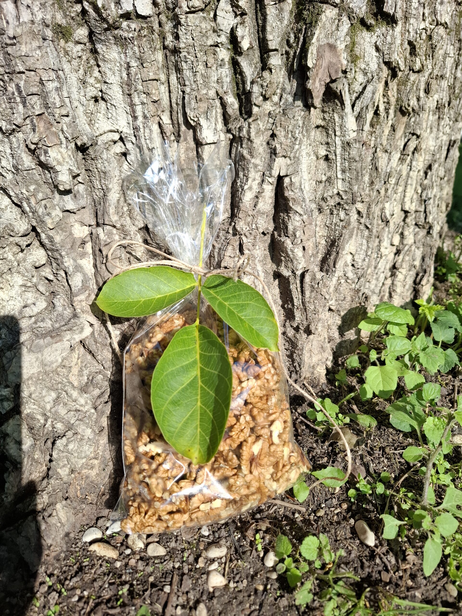Österreichische Walnüsse (ohne Schale)