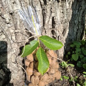 Österreichische Walnüsse (ganz)