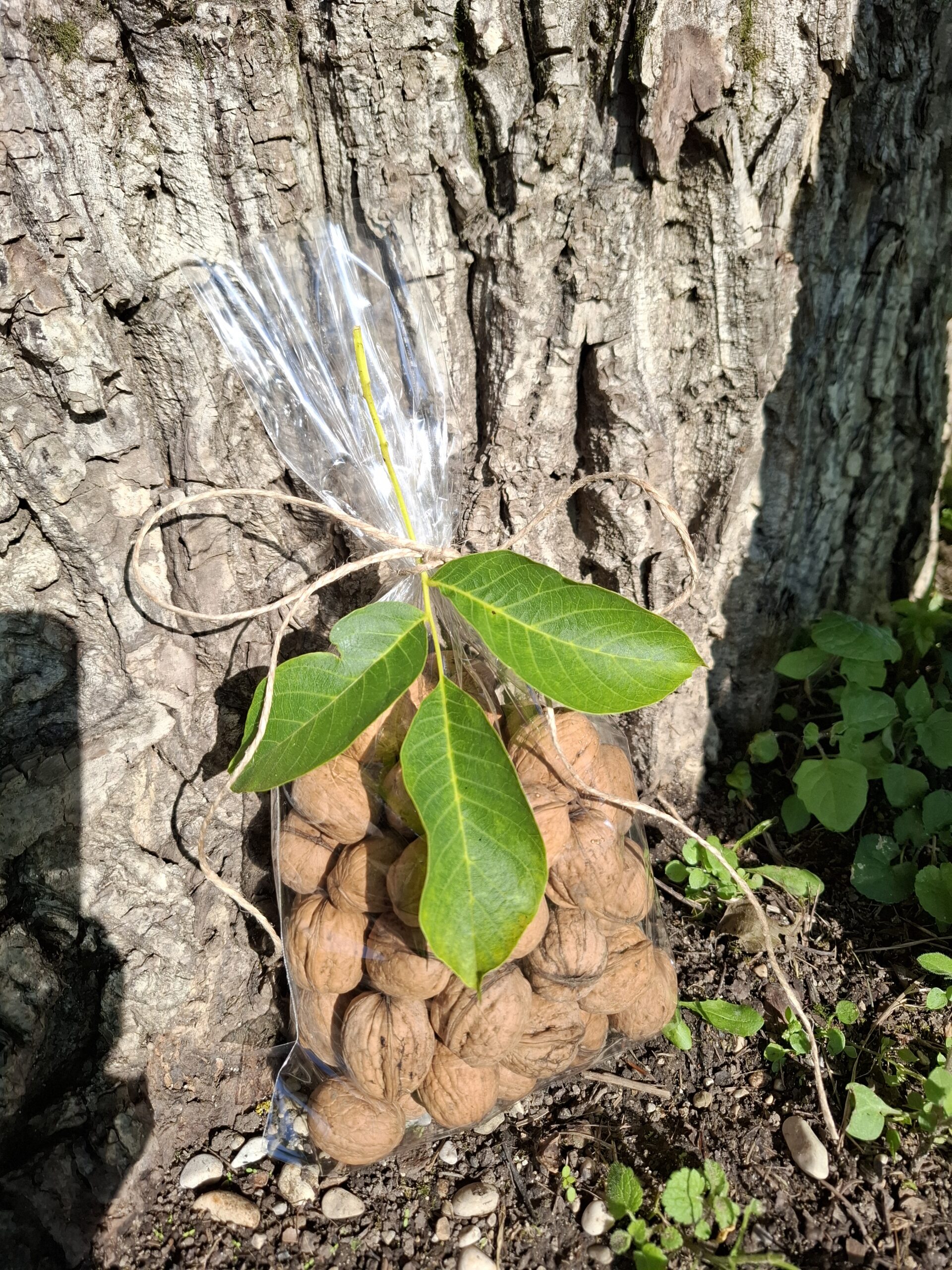 Österreichische Walnüsse (ganz)